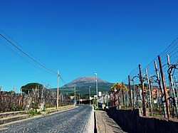 Lacryma Christi vineyard below Mount Vesuvius