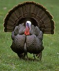 Thumbnail for Wild turkey