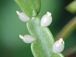 Ripsalis (Rhipsalis rosea)