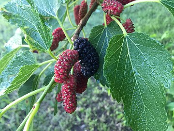 Berries on branches in Eastern Oklahoma