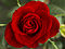 A red rose, a symbol for beauty.