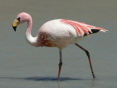 James's flamingo