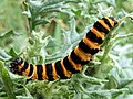 Image 29The black and yellow warning colours of the cinnabar moth caterpillar, Tyria jacobaeae, are avoided by some birds. (from Animal coloration)