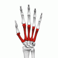 Позиција на метакарпалните коски во пределот на левата дланка.