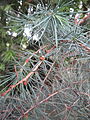 On long shoots of Cedrus deodara individual leaves may have buds in the axils.
