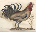 Turcicus Rooster