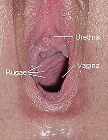 Close-up photograph of vagina