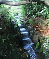 Stream Garden Trengwainton