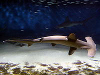 The scalloped hammerhead is classified as endangered.