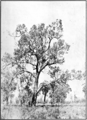 Mature tree with man at left, c. 1922