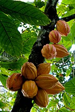 Thumbnail for Theobroma cacao
