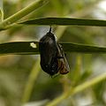 Butterfly emerging from chrysalis
