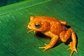 Image 10 Golden toad Photo: Charles H. Smith, USFWS The golden toad (Bufo periglenes) is an extinct species of true toad that was once abundant in a small region of high-altitude cloud-covered tropical forests, about 30 km2 (12 sq mi) in area, above the city of Monteverde, Costa Rica. The last reported sighting of a golden toad was on 15 May 1989. Its sudden extinction may have been caused by chytrid fungus and extensive habitat loss. More selected pictures