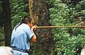 Припадник Черокија користи дуваљку (енгл. blowgun, blowpipe) у индијанској речној долини Оконалафти у Северној Каролини (2000); приметити како и колико близу краја држи 3 метра дугу цев