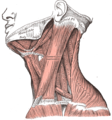 Músculos del cuello. Vista lateral.