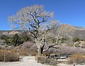 Populus fremontii tree in the Spring Mountains