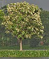 Teakový strom v Kalkatě, Západní Bengálsko, Indie
