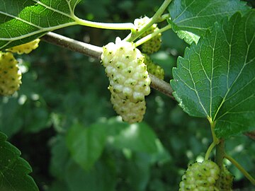 Unripe white mulberries