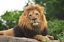 Male African lion Chester