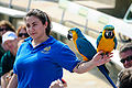 Blue-and-yellow Macaw (also known as the Blue-and-gold Macaw) with bird handler at San Diego Zoo, USA.