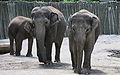 Oregon Zoo maintains a successful breeding program for Asian Elephants (Elephas maximus).
