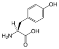 L-Tyrosine (Tyr / Y)