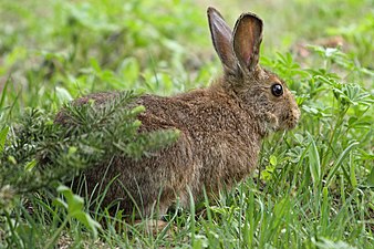 The fur of the snowshoe hare is brown in the summer and turns white in winter, as a form of all-season natural camouflage