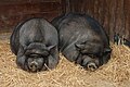 Two pot-bellied pigs sleeping at the "Quintinha" (Little Farm), Lisbon Zoo. This is a place aimed at the education of school children.