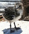 Chick on Tern Island, French Frigate Shoals
