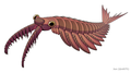 Image 19Anomalocaris canadensis is one of the many animal species that emerged in the Cambrian explosion, starting some 539 mya, and found in the fossil beds of the Burgess shale. (from Animal)