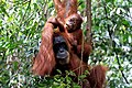 Image 29Sumatran orangutan mother and child in Mount Leuser National Park, North Sumatra (from Tourism in Indonesia)