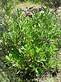 H. arbutifolia