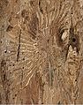 Scolytus multistriatus galleries under elm bark