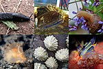 Thumbnail for Gastropoda