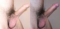 Normal erect penis under different lighting or exposure
