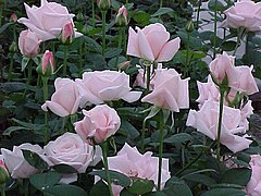 Hybrid tea rose 'Lady Diana' - Rosa