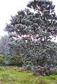 Sølvtreet Leucadendron argenteum