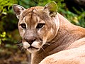 Puma (Puma concolor), en a familia Felidae.