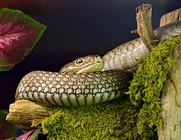 Ular lanang, spesimen di pameran Reptiles du Monde, Palexpo, Geneva 2014