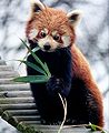 Deutsch: Rote Pandas Ailurus (cat.)