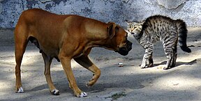 Dog circling in on a cat with an arched back