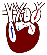 Sistole: Frecce blu= sangue venoso, Frecce rosse= sangue arterioso