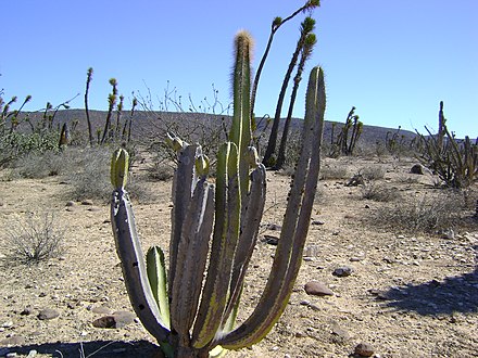 Plant growing in Viscaino, Baja California Sur
