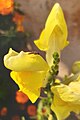 Yellow Snapdragon Flower