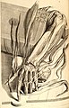 Anatomical drawing from Anatomia Humani Corporis, 1685