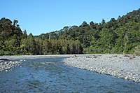 Remutaka Forest Park, a temperate woodland in South Island