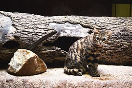 Smallest wild cat in Africa, the black-footed cat (Felis nigripes).