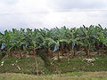 Banana in Ecuador. Il paese è il più grande esportatore di banane al mondo. Il Sud America produce quasi il 20% della banana mondiale