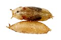 Fruit fly (Drosophila melanogaster) pupa