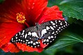 Papilio demoleus on Hibiscus